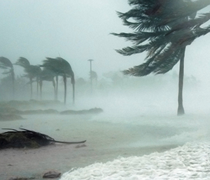 Hurricane winds and palm trees. 