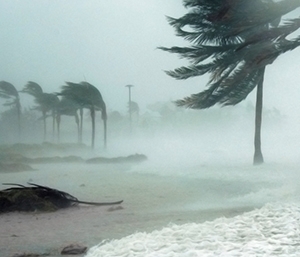 Palm trees on a beach being blown around in a hurricane.