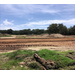 Tractor tires have left marks in the dirt of the cleared Phase 1 site.