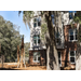 A view of trees shading an apartment building.